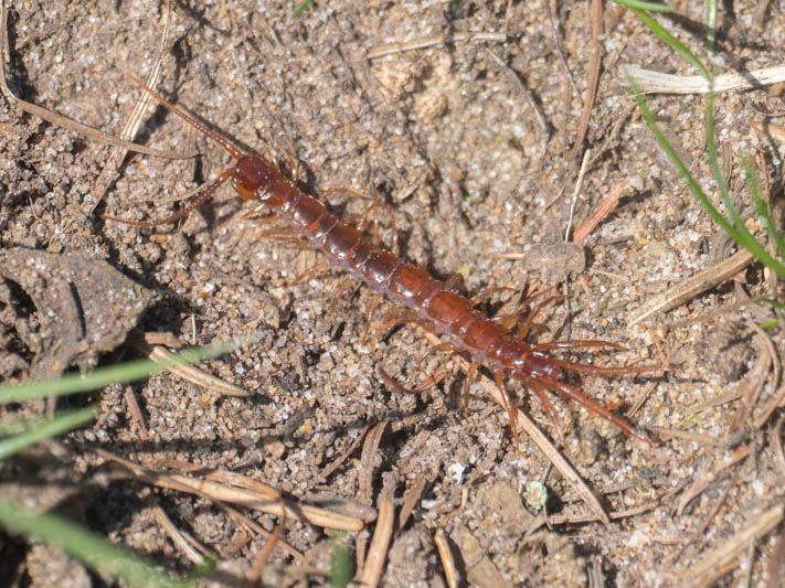 Lithobius forficatus (Brown Centipede).jpg